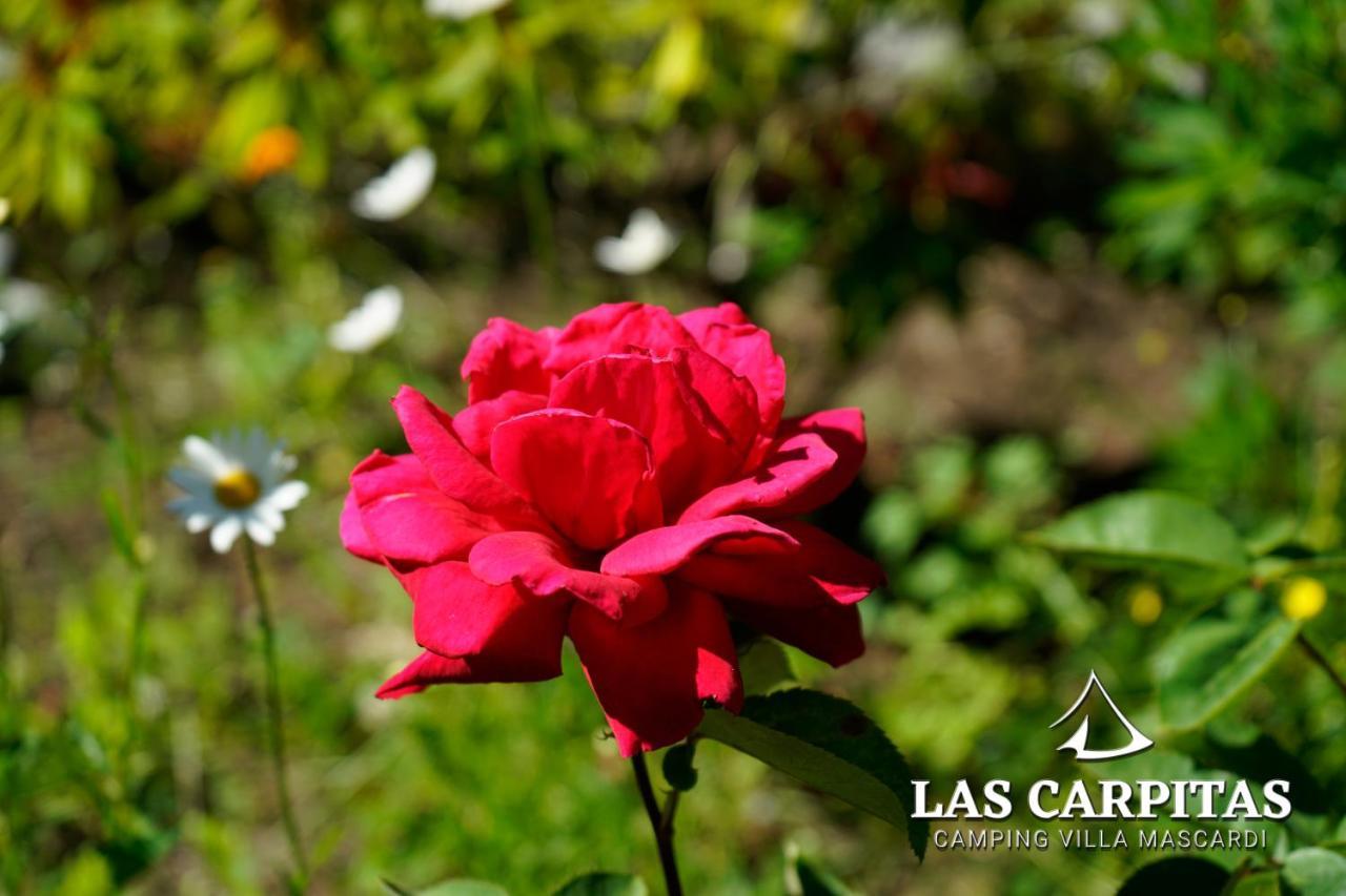 Las Carpitas Villa Mascardi 외부 사진